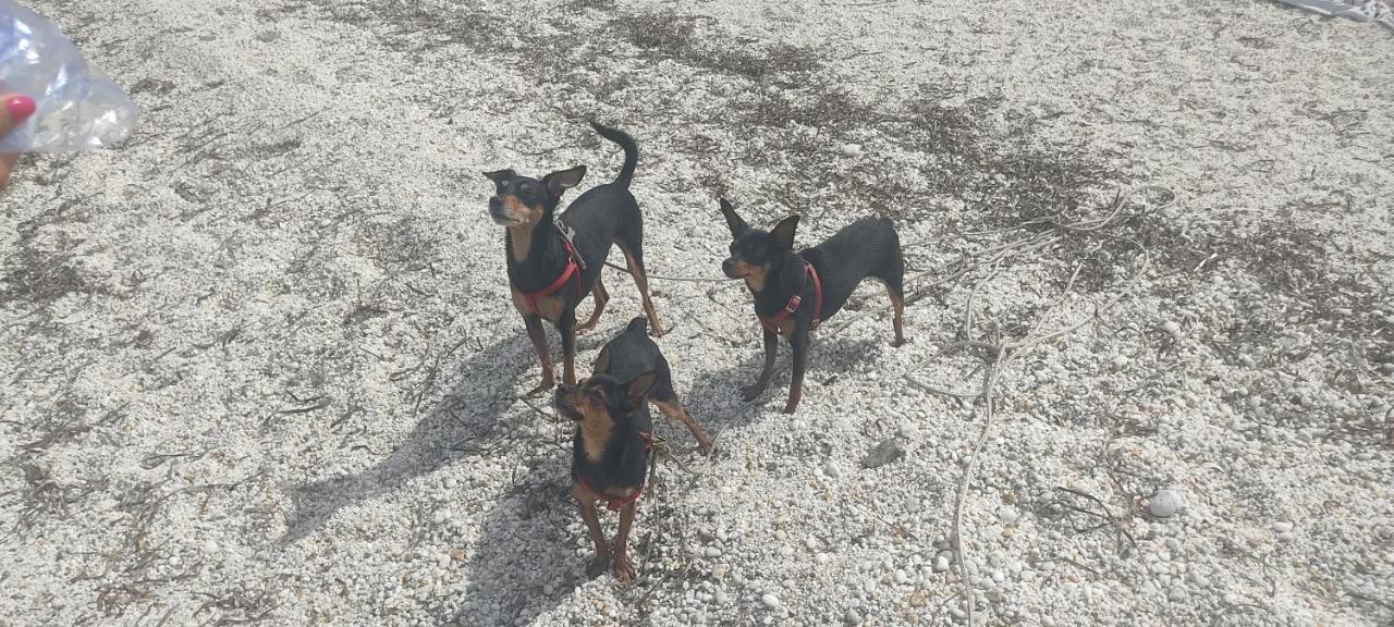 La Casa Di Ale E I Suoi Piccoli Amici In Zona Separata Della Casa Sassari Bagian luar foto